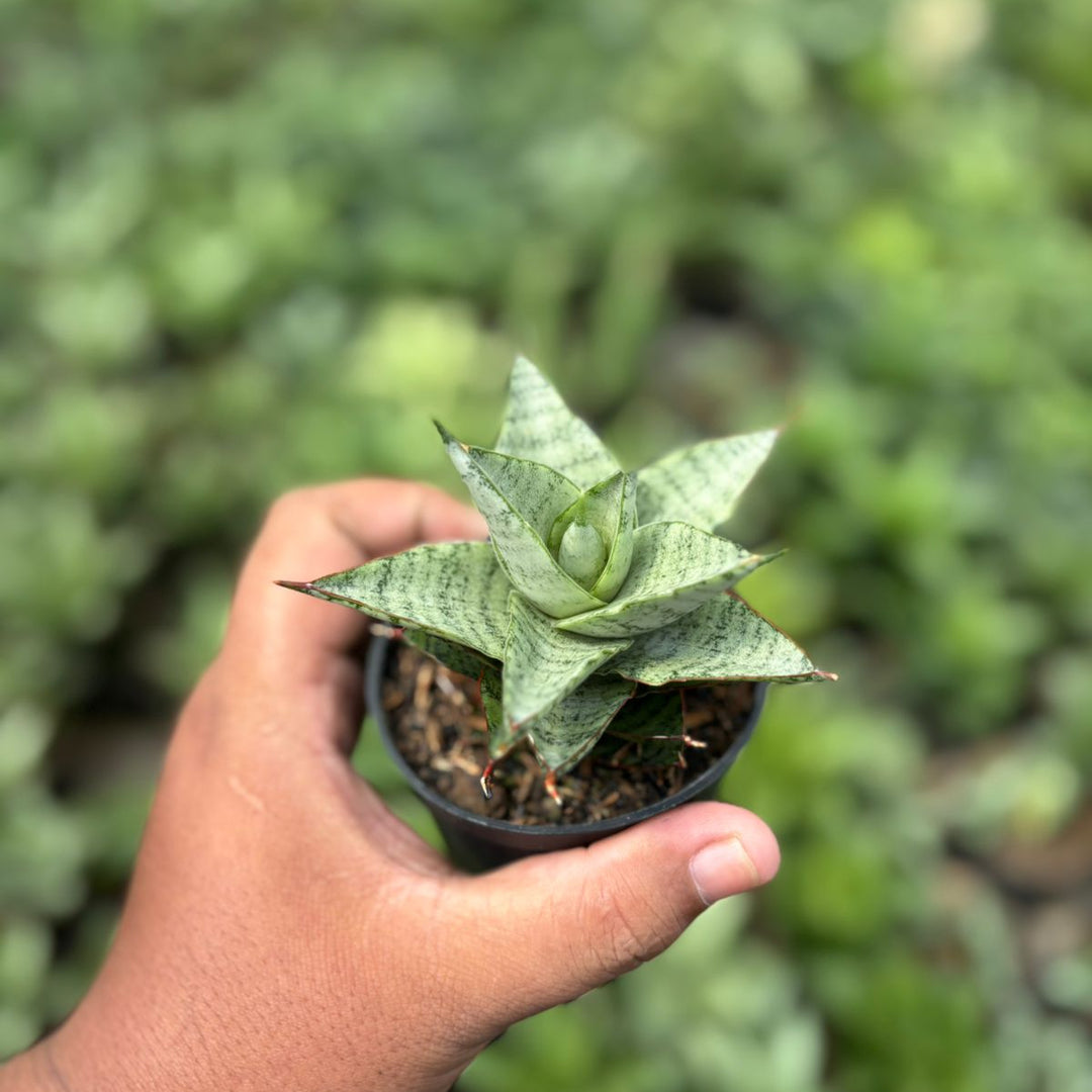 SA42 Sansevieria lotus