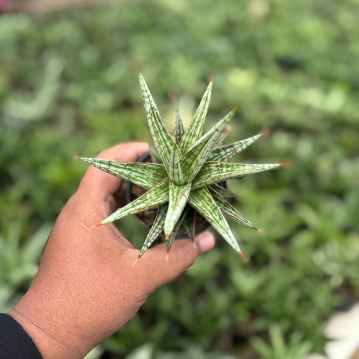 SA48 Sansevieria lawang