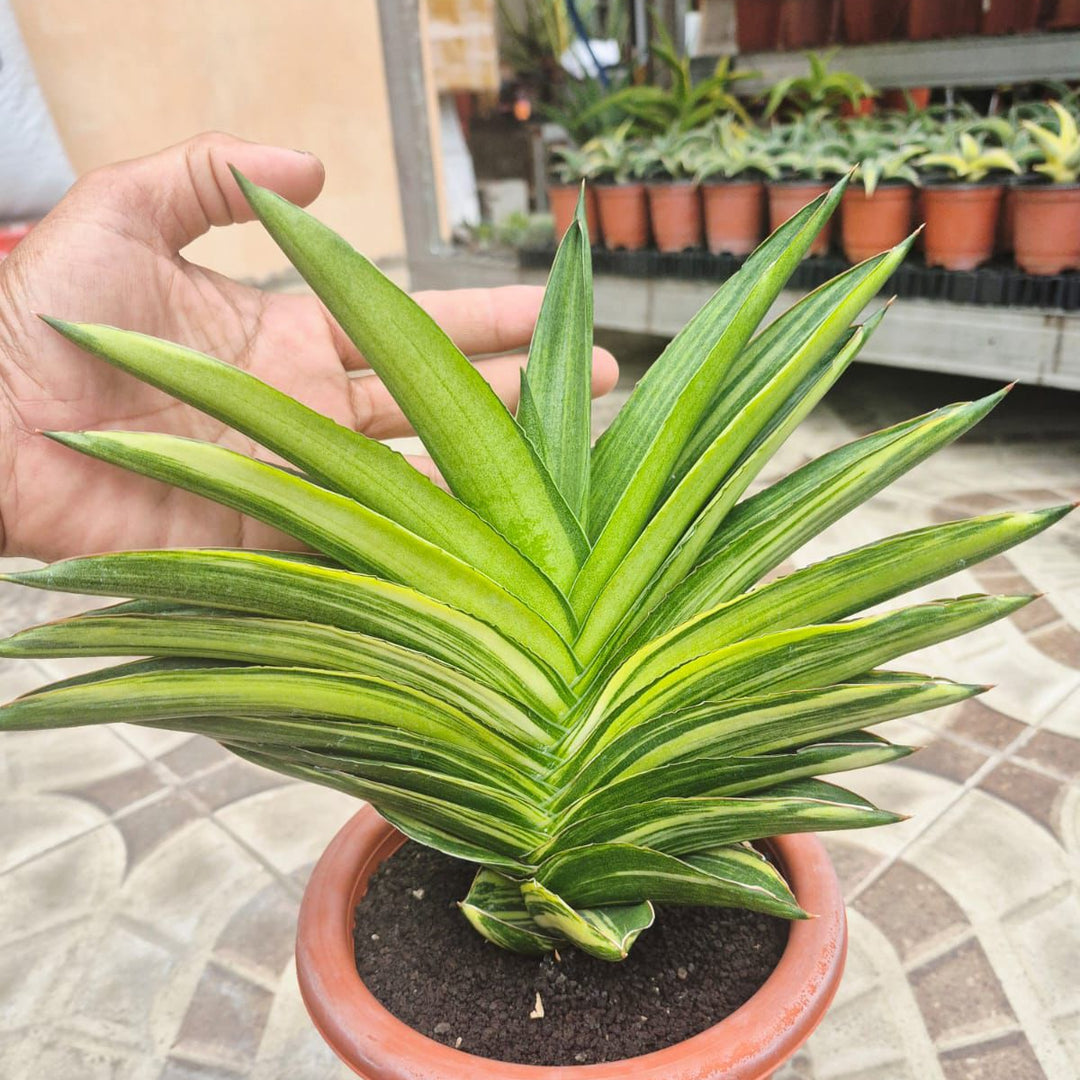 Sansevieria Andaman Variegated BIG