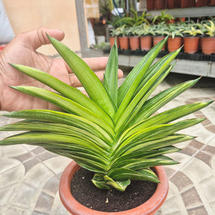 Sansevieria Andaman Variegated BIG
