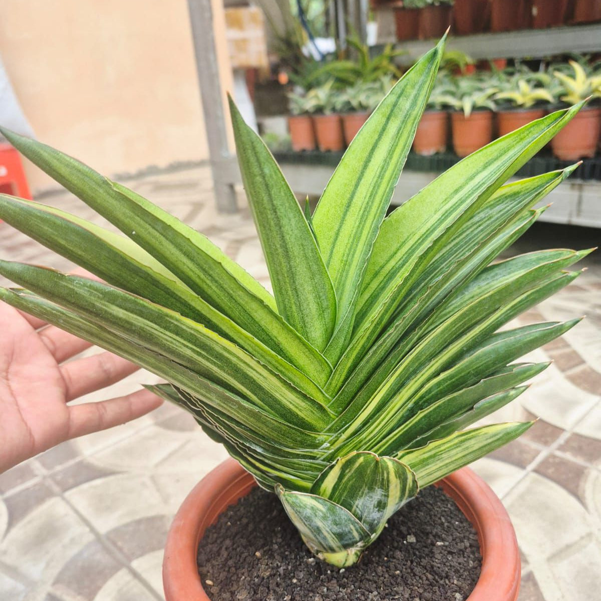 Sansevieria Andaman Variegated BIG – Succulentasia