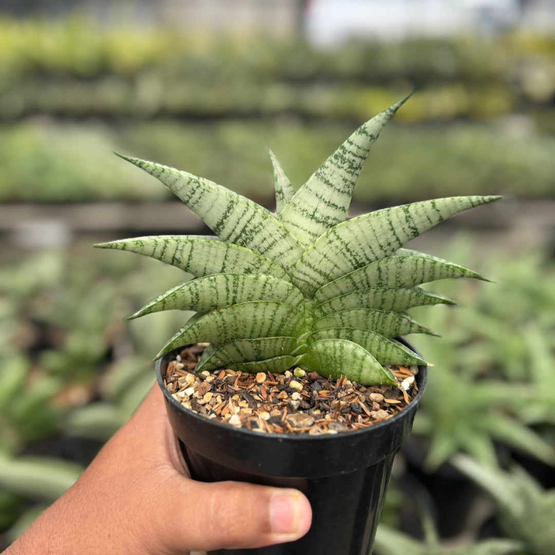 Sansevieria Ultra