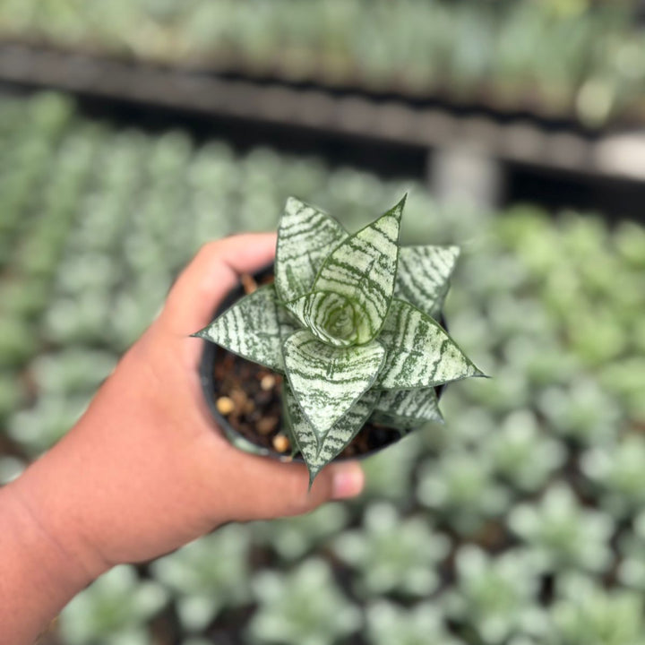 sansevieria Ehrendel