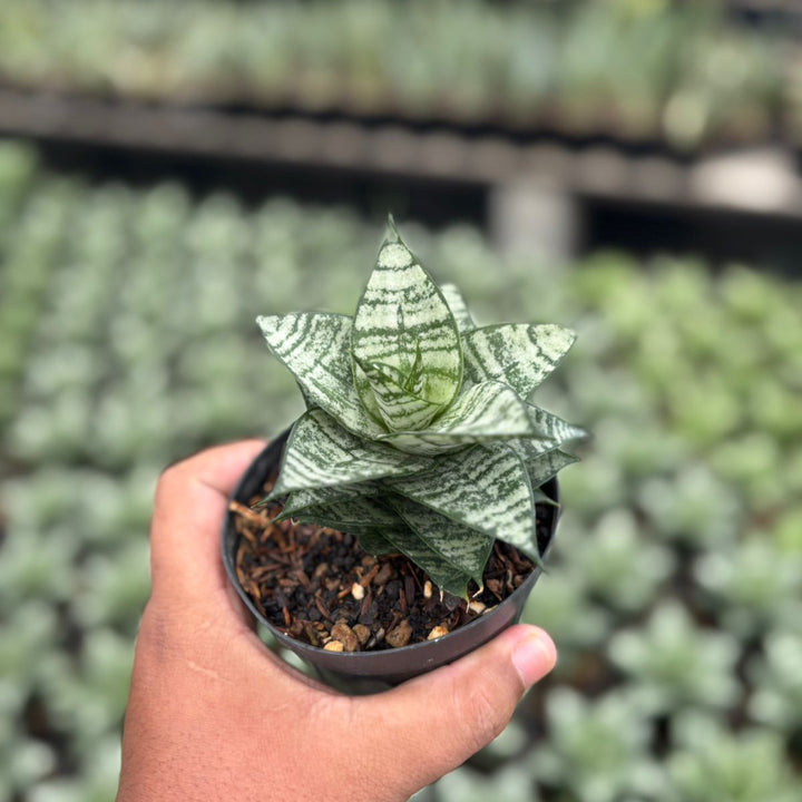 sansevieria Ehrendel