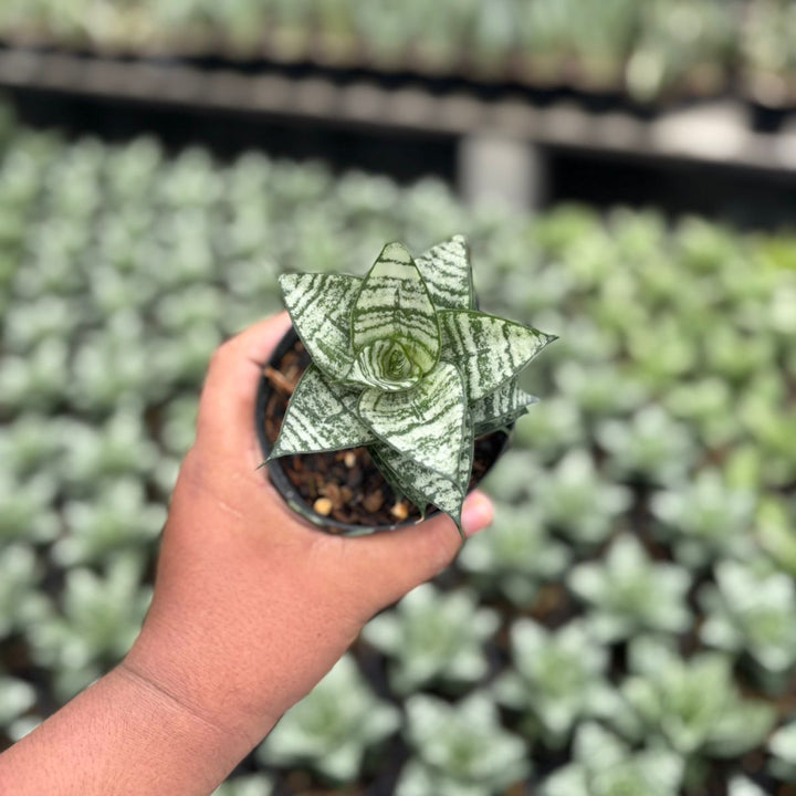 sansevieria Ehrendel
