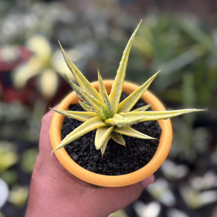 Sansevieria Bulnotoc Variegated Yellow