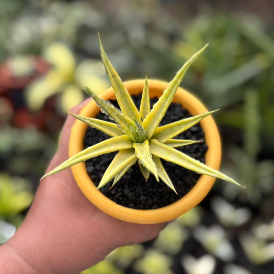 Sansevieria Bulnotoc Variegated Yellow