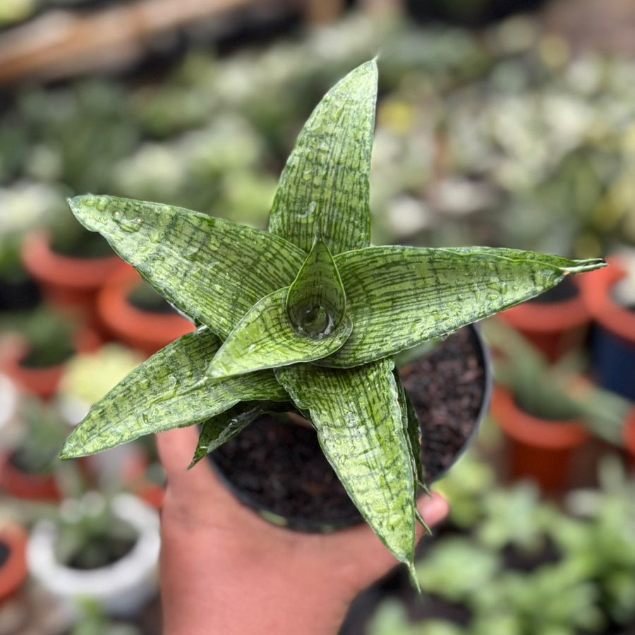 EXACT PLANT Sansevieria cassara