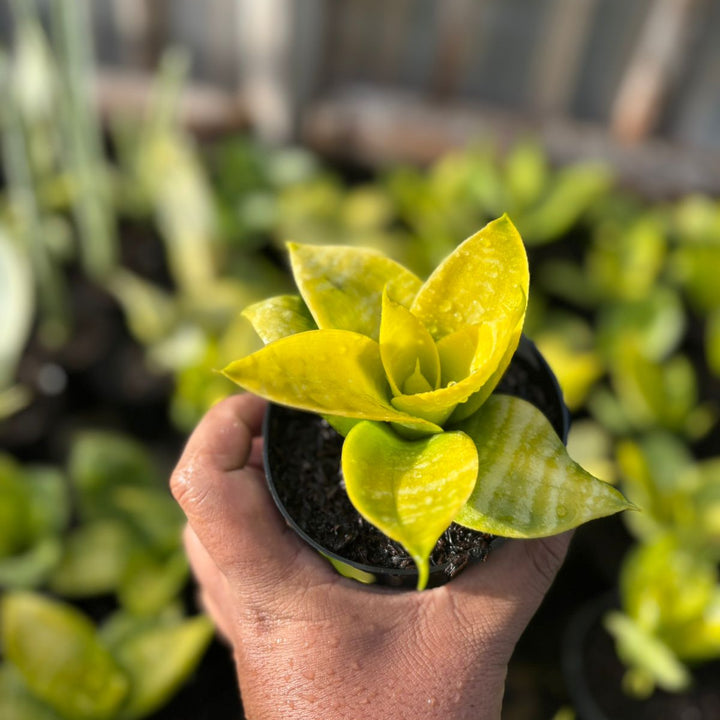 sansevieria Hahnii Lime