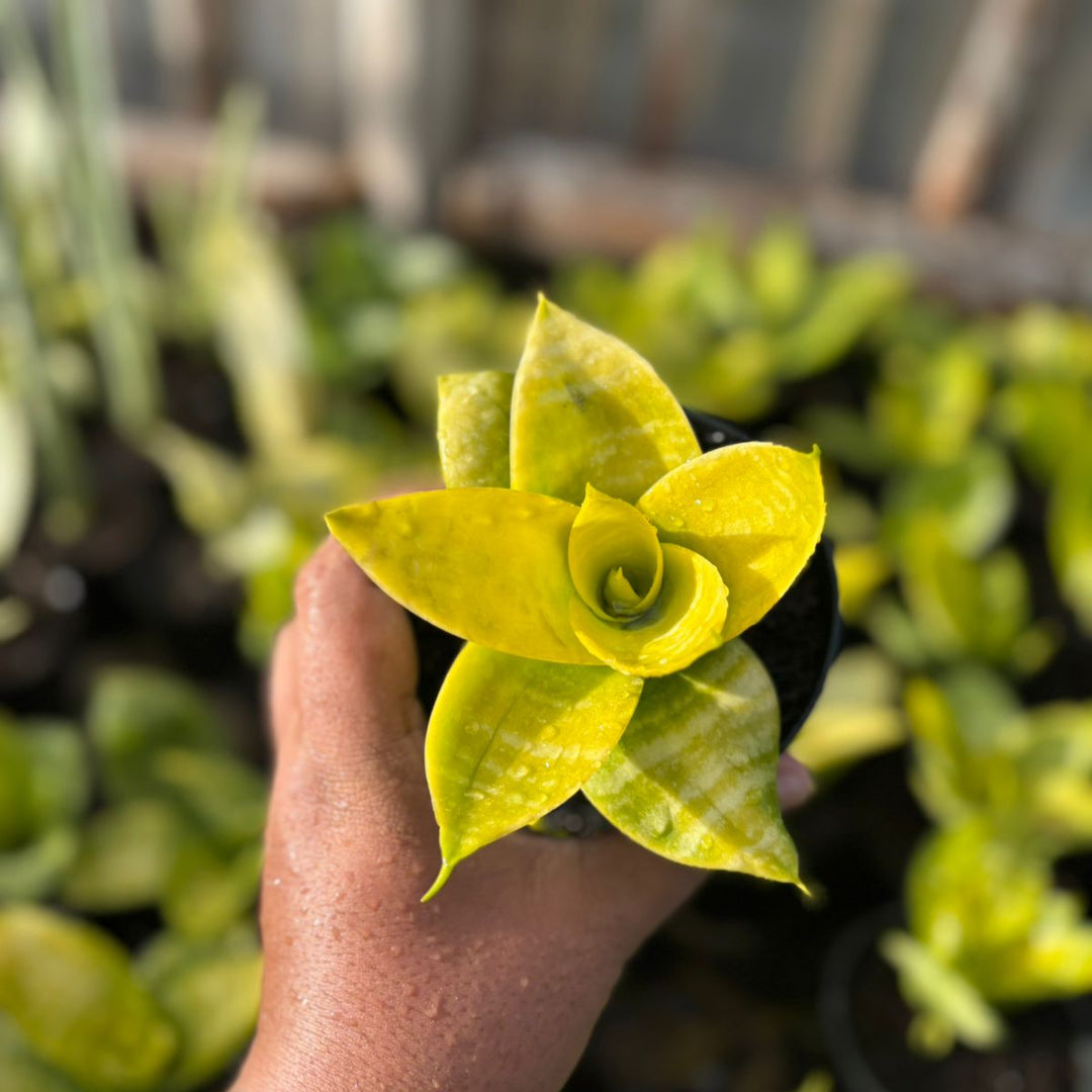 sansevieria Hahnii Lime