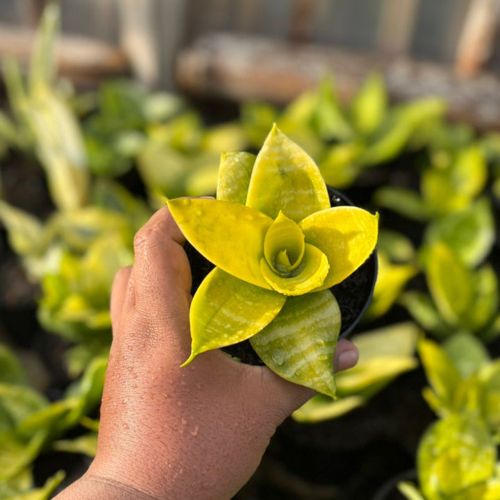 sansevieria Hahnii Lime