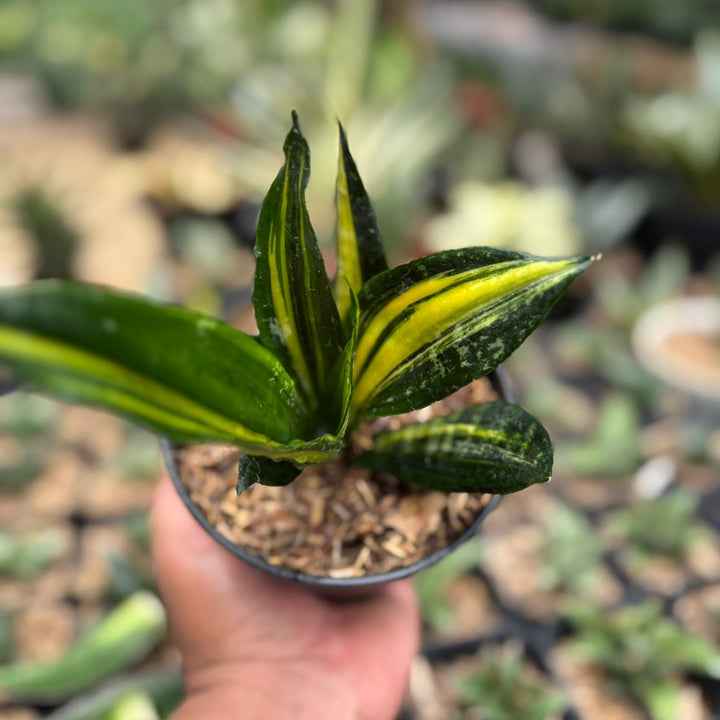 Sansevieria Black Brazilian Crested Variegated