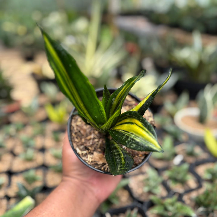 Sansevieria Black Brazilian Crested Variegated