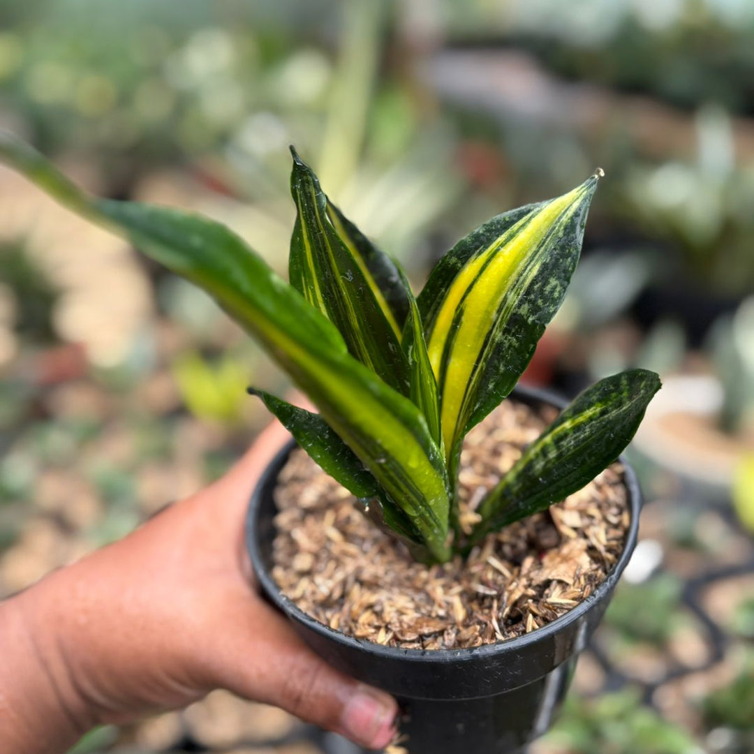 Sansevieria Black Brazilian Crested Variegated