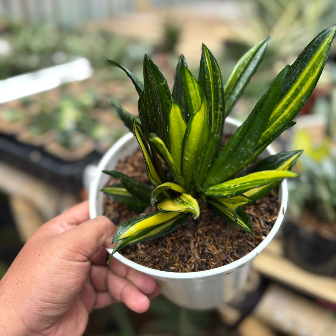 Sansevieria Black Brazilian Crested Variegated