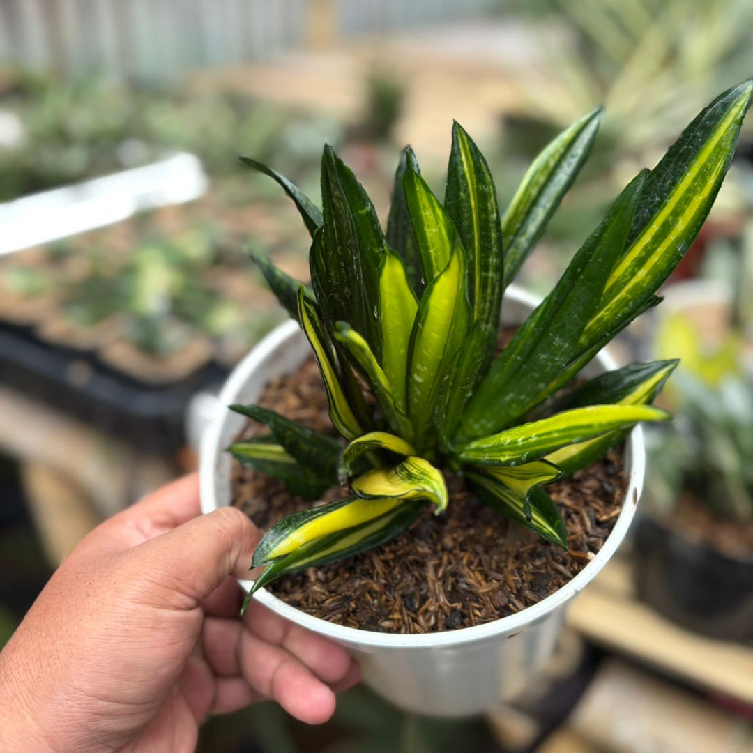 sansevieria gaster EXACT PLANT Sansevieria black brazilien variegated crested