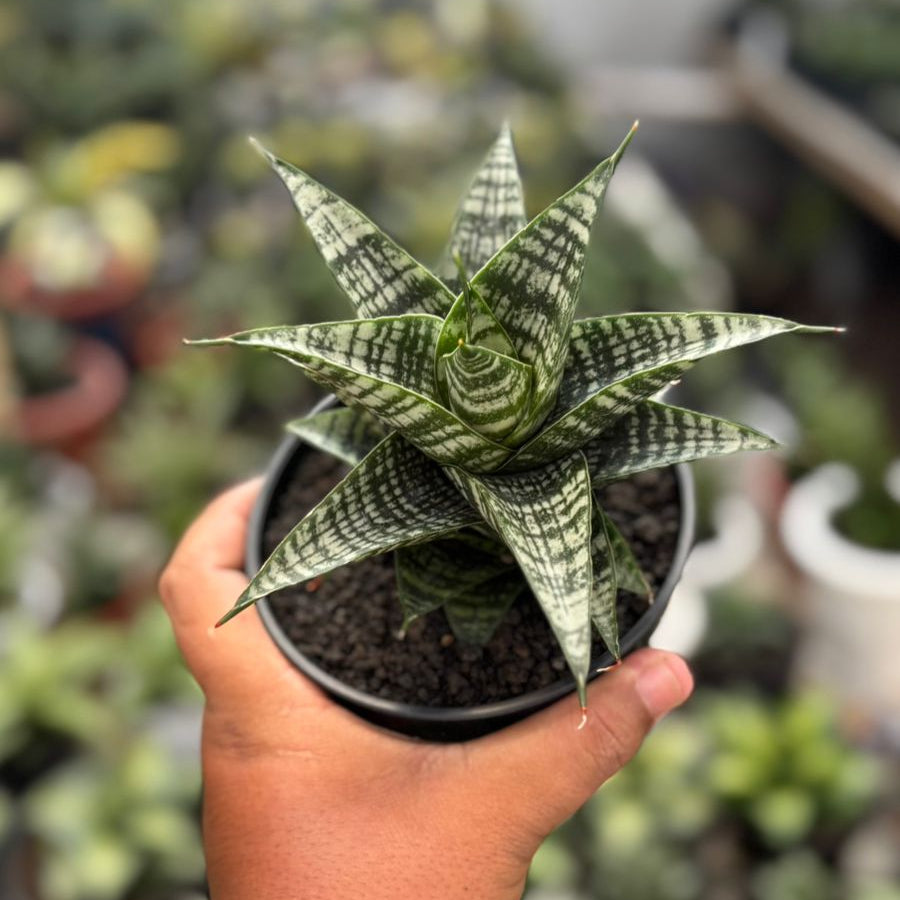 EXACT PLANT Sansevieria xiena