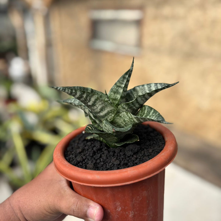 Sansevieria Sidoel