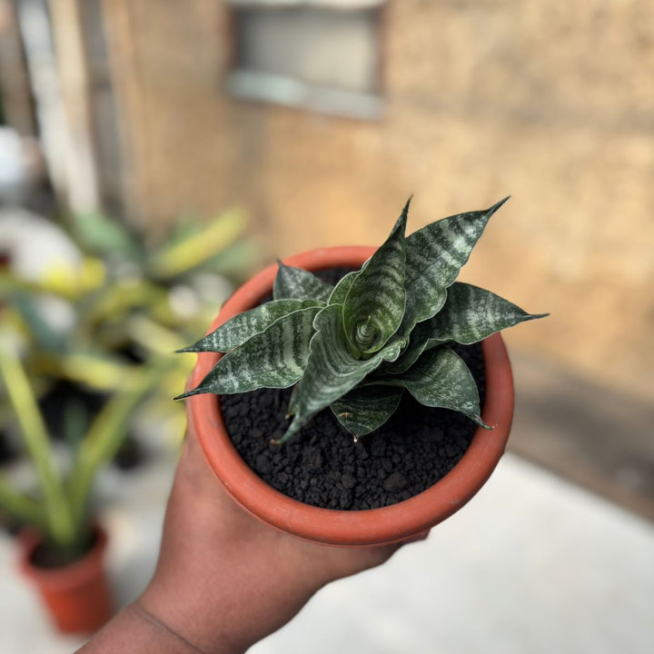 Sansevieria Sidoel