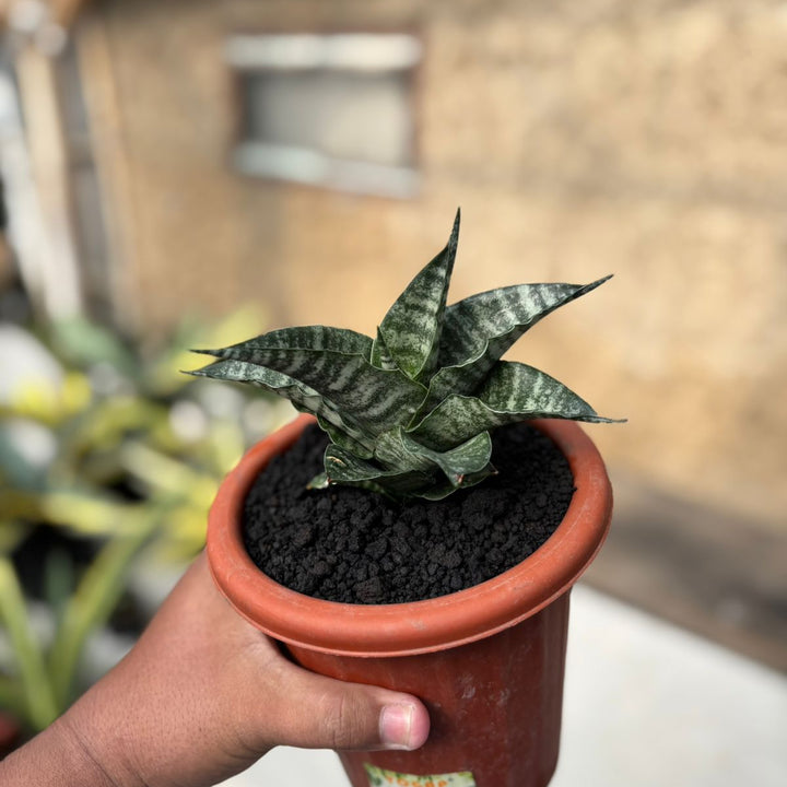 Sansevieria Sidoel