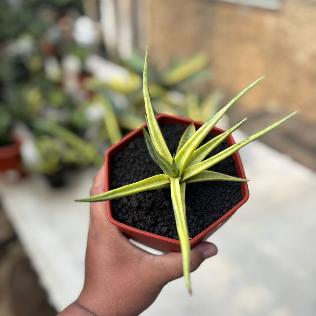 Sansevieria Lady Carm Variegated White