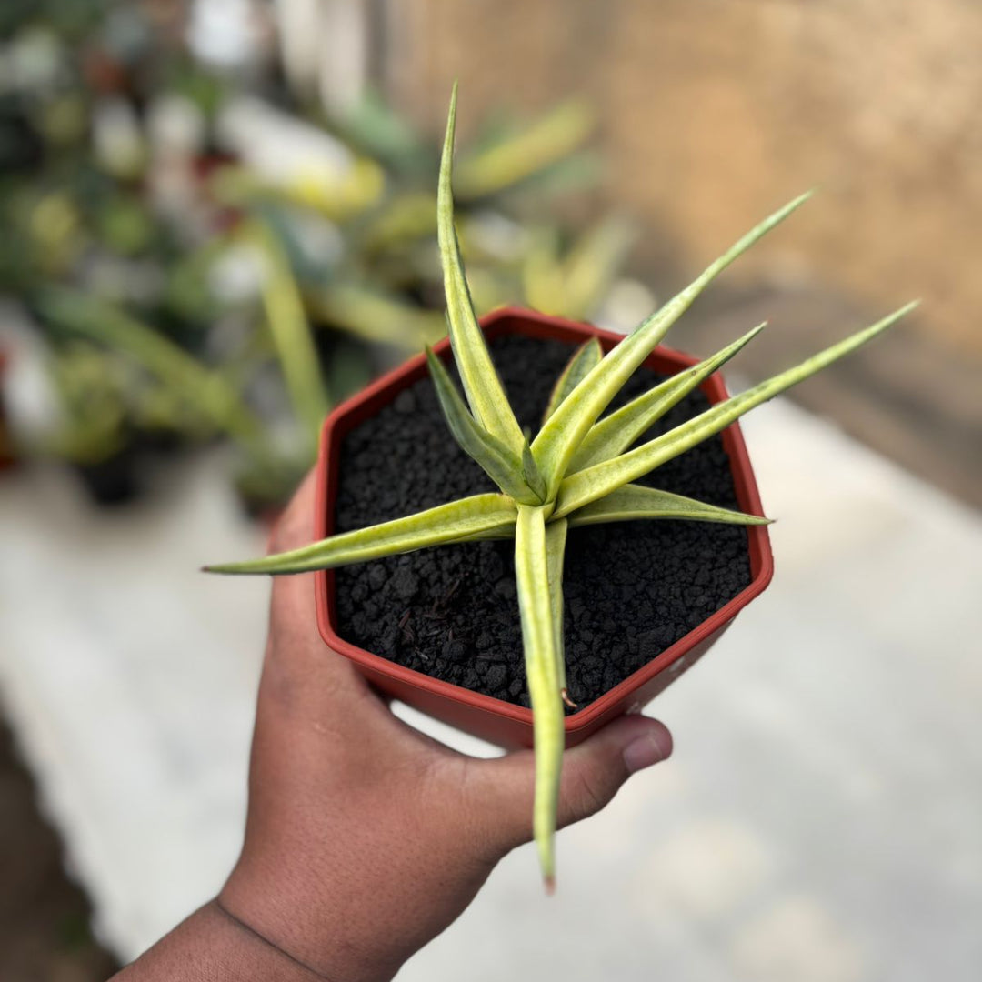 Sansevieria Lady Carm Variegated White
