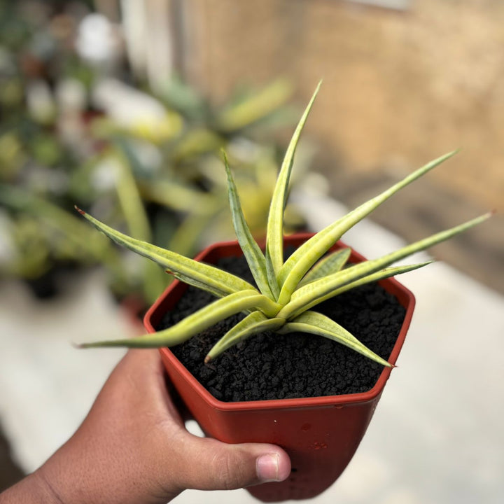 Sansevieria Lady Carm Variegated White