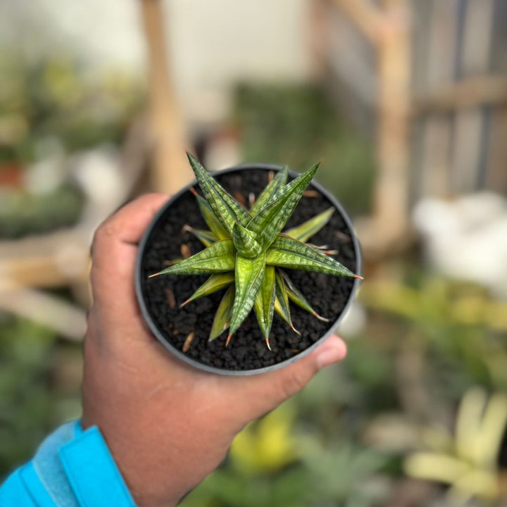 SA34 Sansevieria ballyii bintang variegated