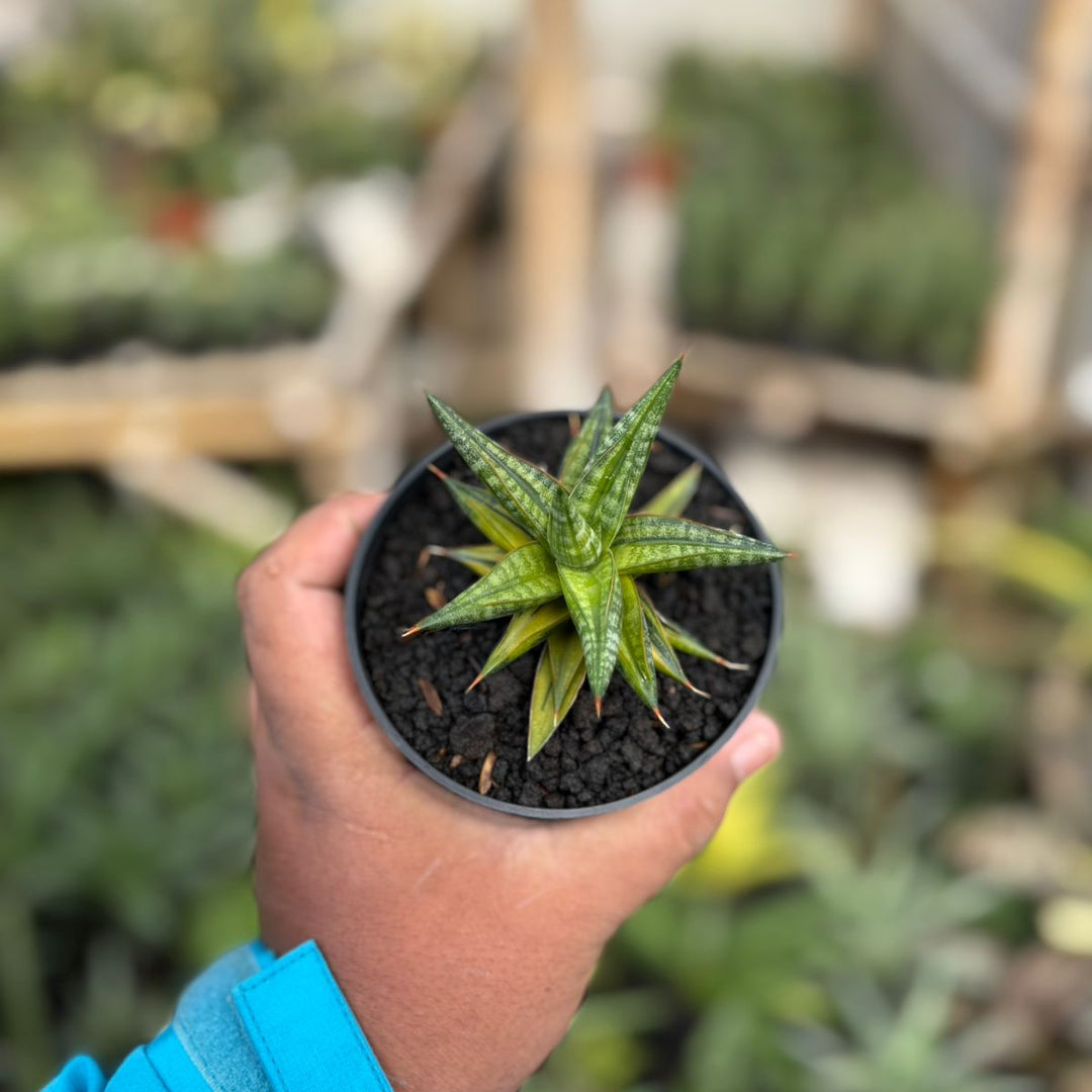 SA34 Sansevieria ballyii bintang variegated
