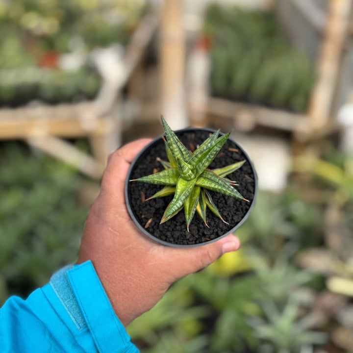 SA34 Sansevieria ballyii bintang variegated
