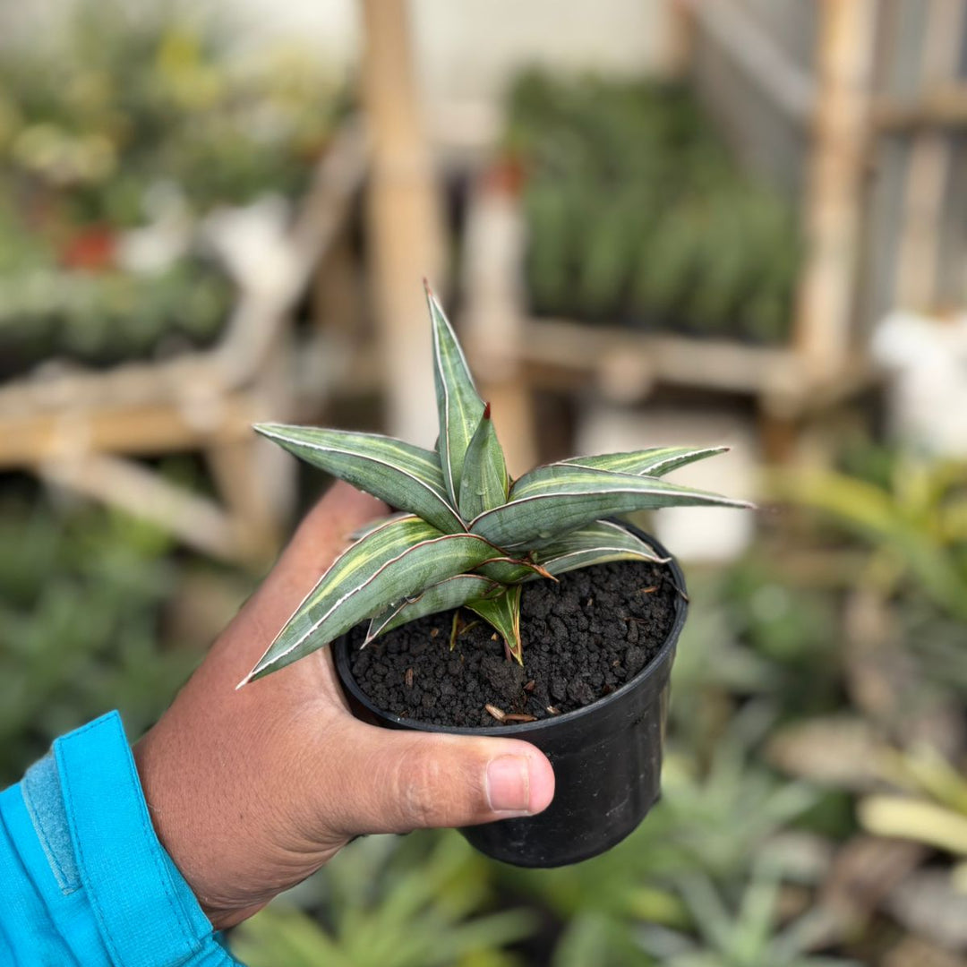 SA35 Sansevieria johanesburg variegated