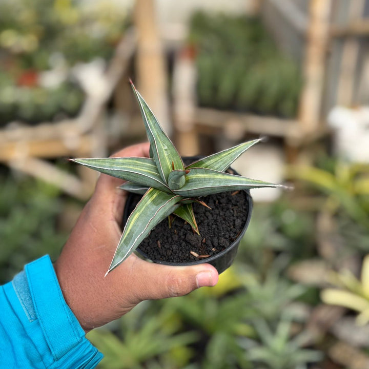 SA35 Sansevieria johanesburg variegated