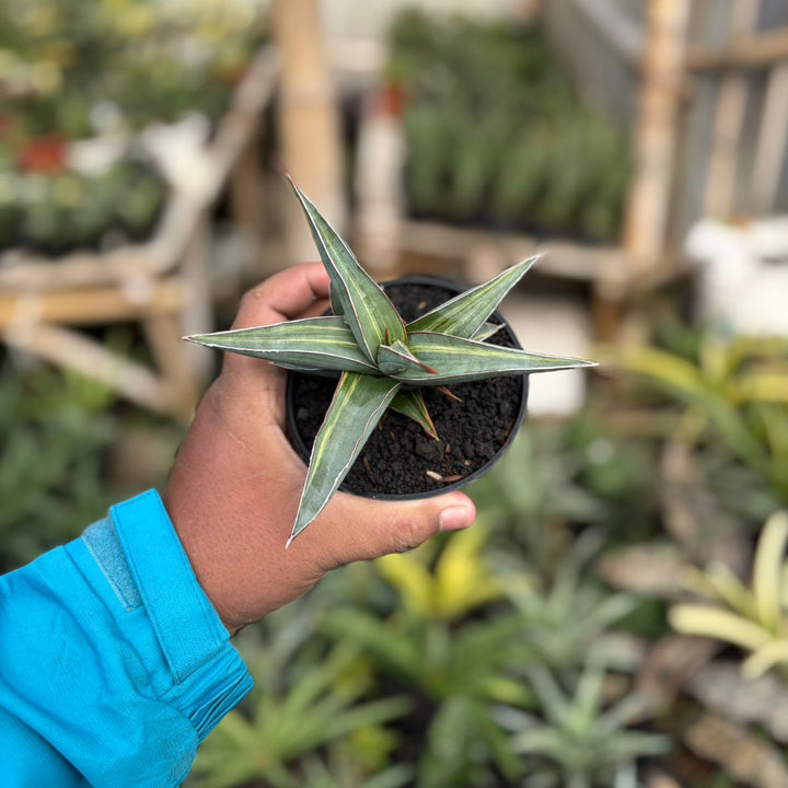 SA35 Sansevieria johanesburg variegated