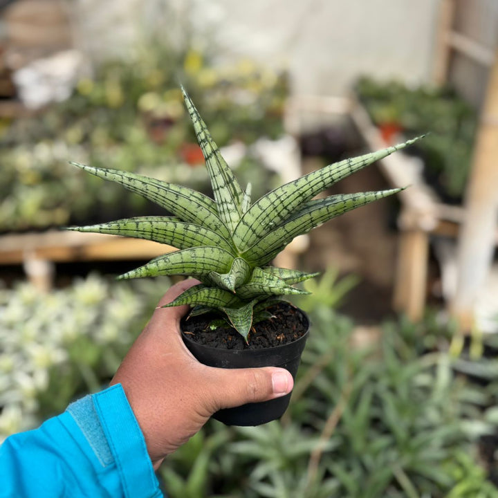 SA30 Sansevieria irisbela