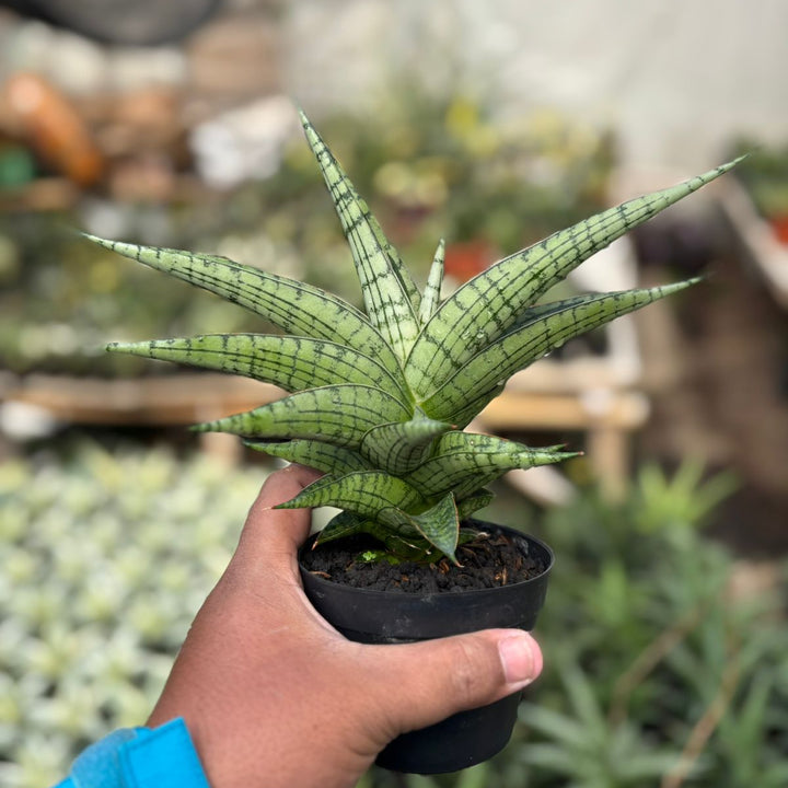 SA30 Sansevieria irisbela