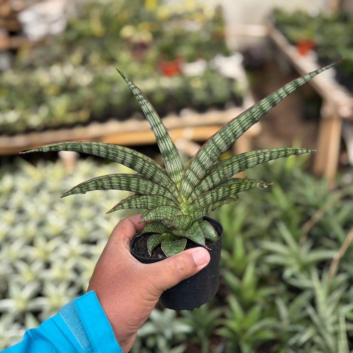 SA36 Sansevieria  petan