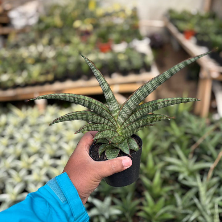 SA36 Sansevieria  petan