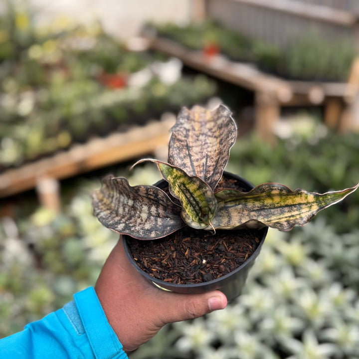 SA37 Sansevieria  kirkki variegated