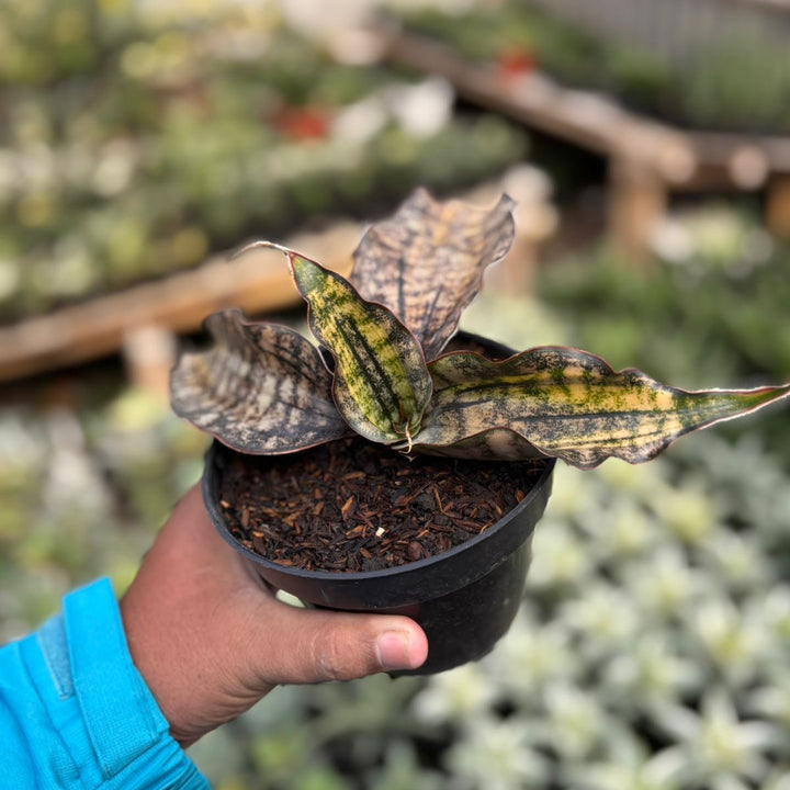 SA37 Sansevieria  kirkki variegated