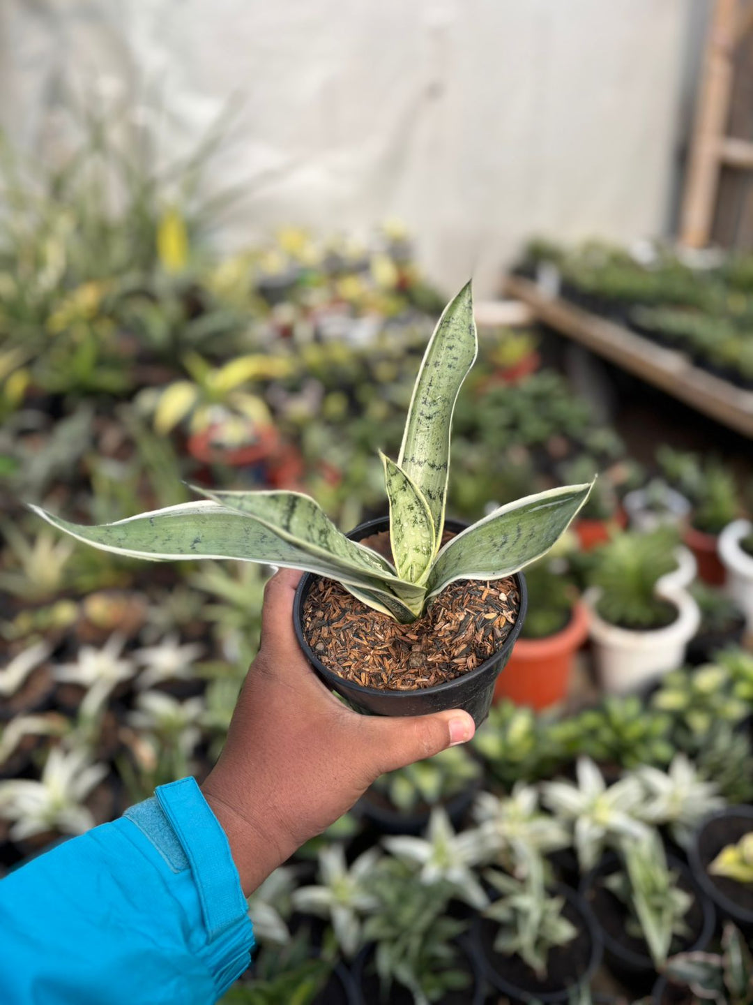 SA26 Sansevieria pliong