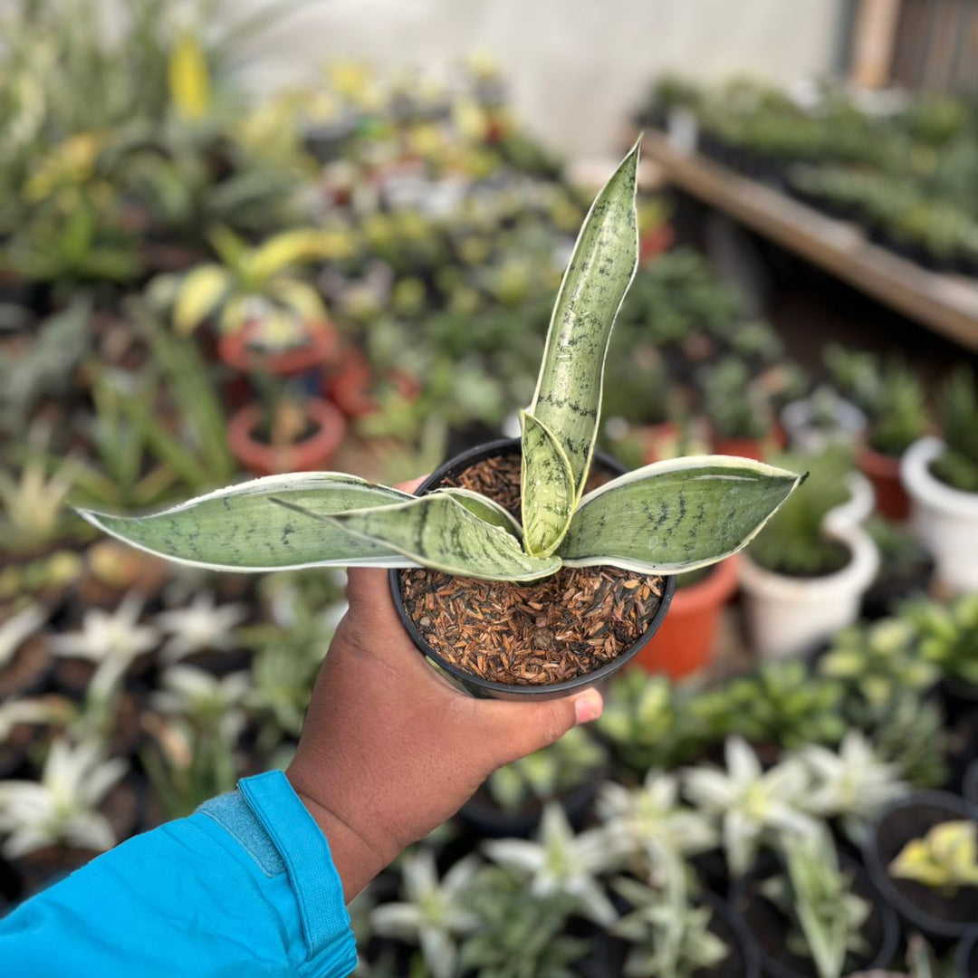 SA26 Sansevieria pliong