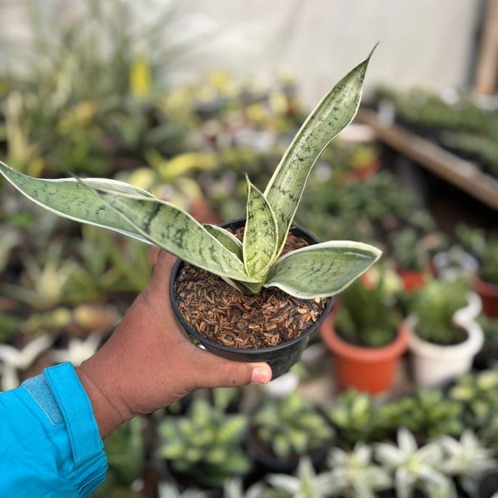 SA26 Sansevieria pliong