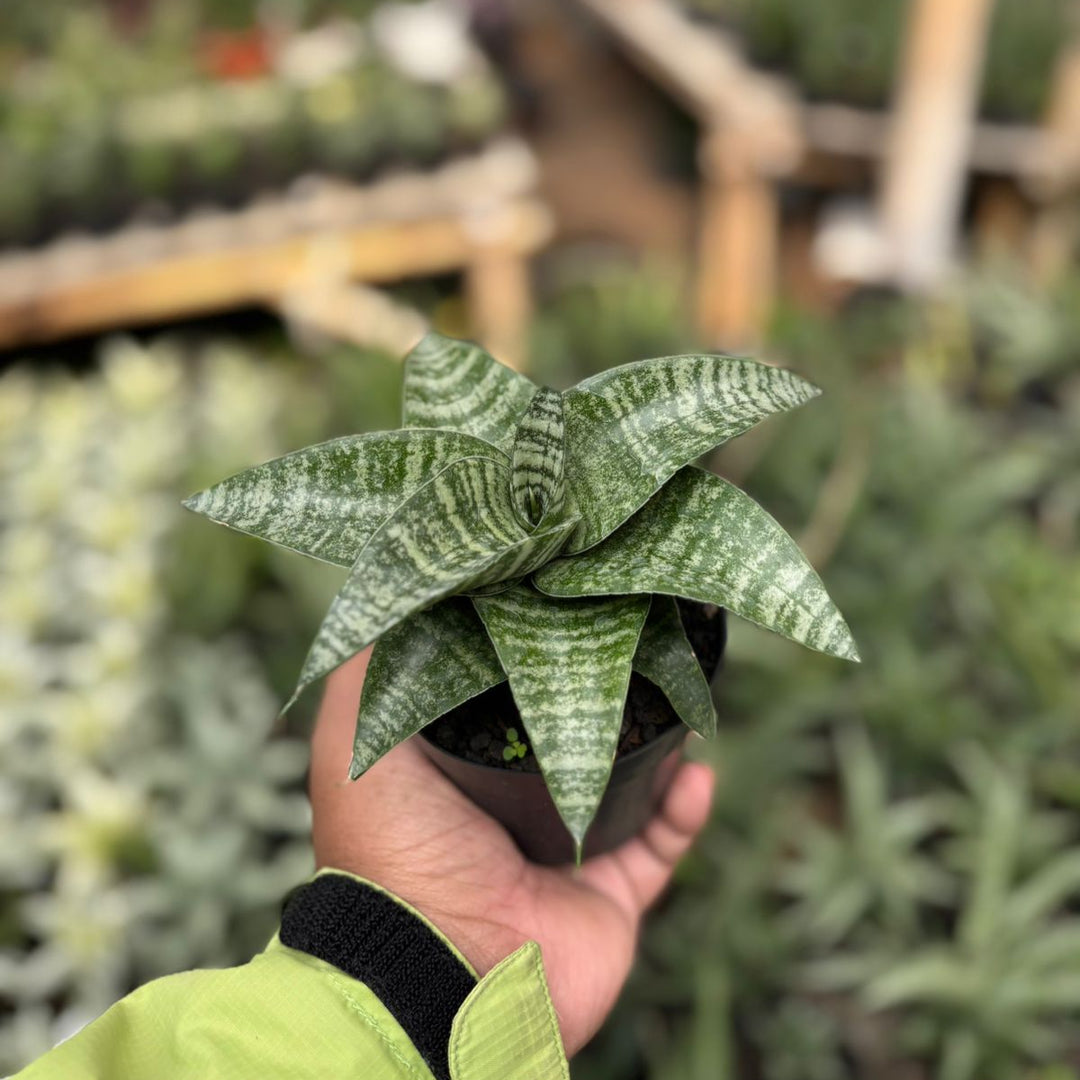 Sansevieria Khinobi