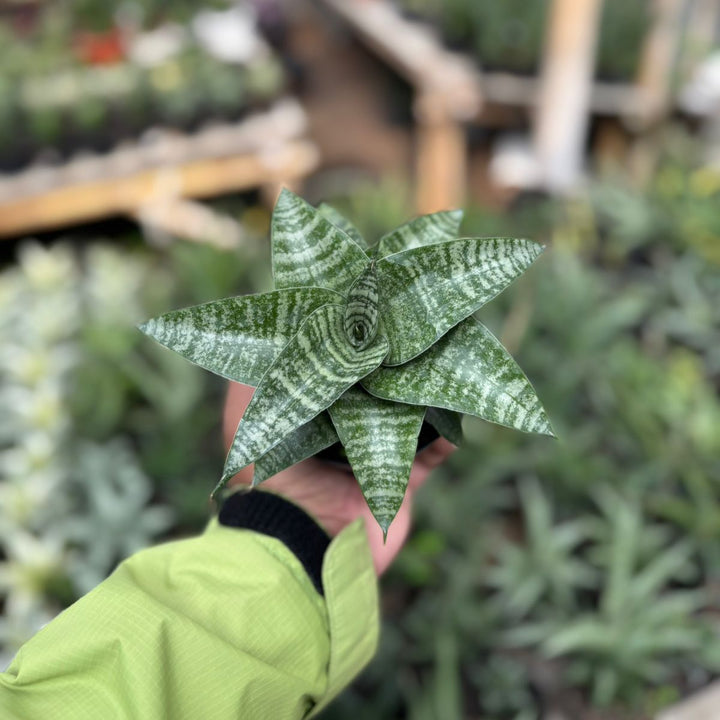 Sansevieria Khinobi