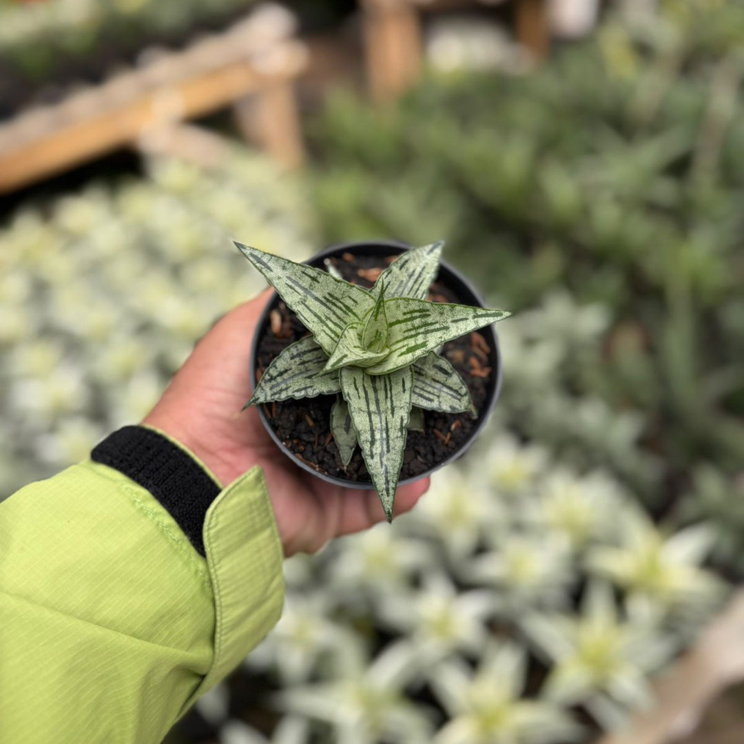 SA26 Sansevieria  bianca