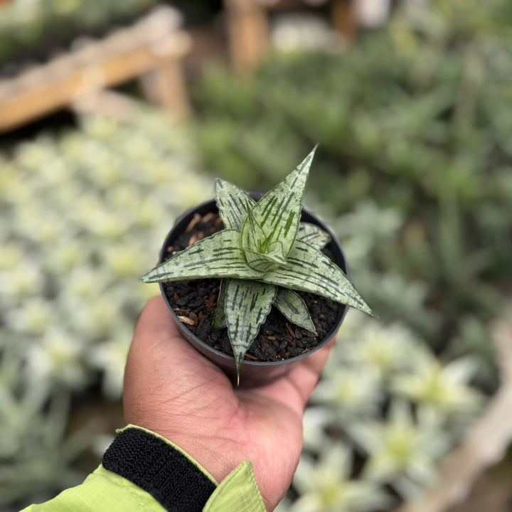 SA26 Sansevieria  bianca