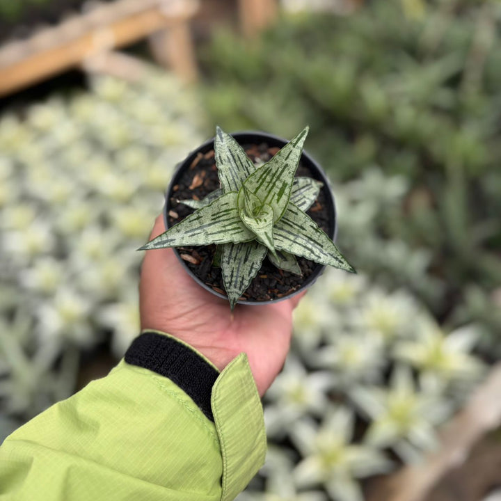 SA26 Sansevieria  bianca