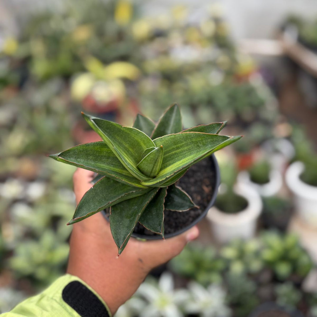 SA29 Sansevieria Andaman variegated