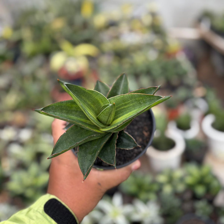 SA29 Sansevieria Andaman variegated