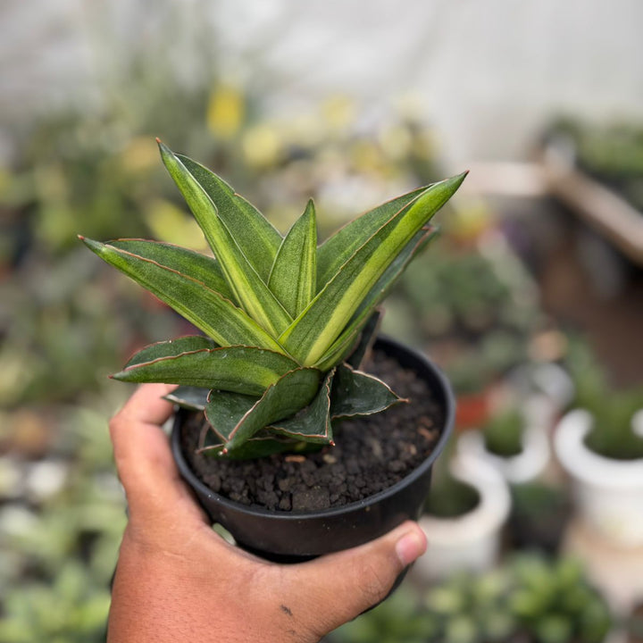 SA29 Sansevieria Andaman variegated